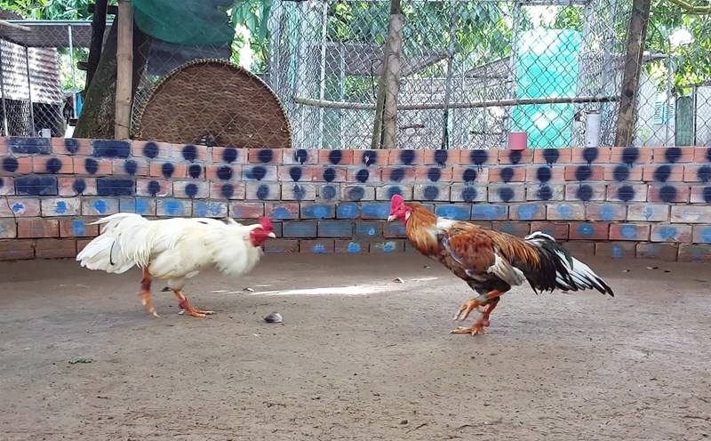 Đá Gà 78WIM - Quy trình thao tác linh hoạt, dễ sử dụng Đá Gà 78WIM - Quy trình thao tác linh hoạt, dễ sử dụng