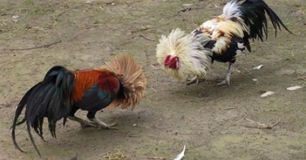 Đá Gà 78WIM - Chất lượng trực tiếp ưu việt Đá Gà 78WIM - Chất lượng trực tiếp ưu việt