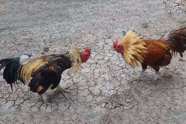 Đá Gà 78WIM - Đá gà cựa dao Đá Gà 78WIM - Đá gà cựa dao